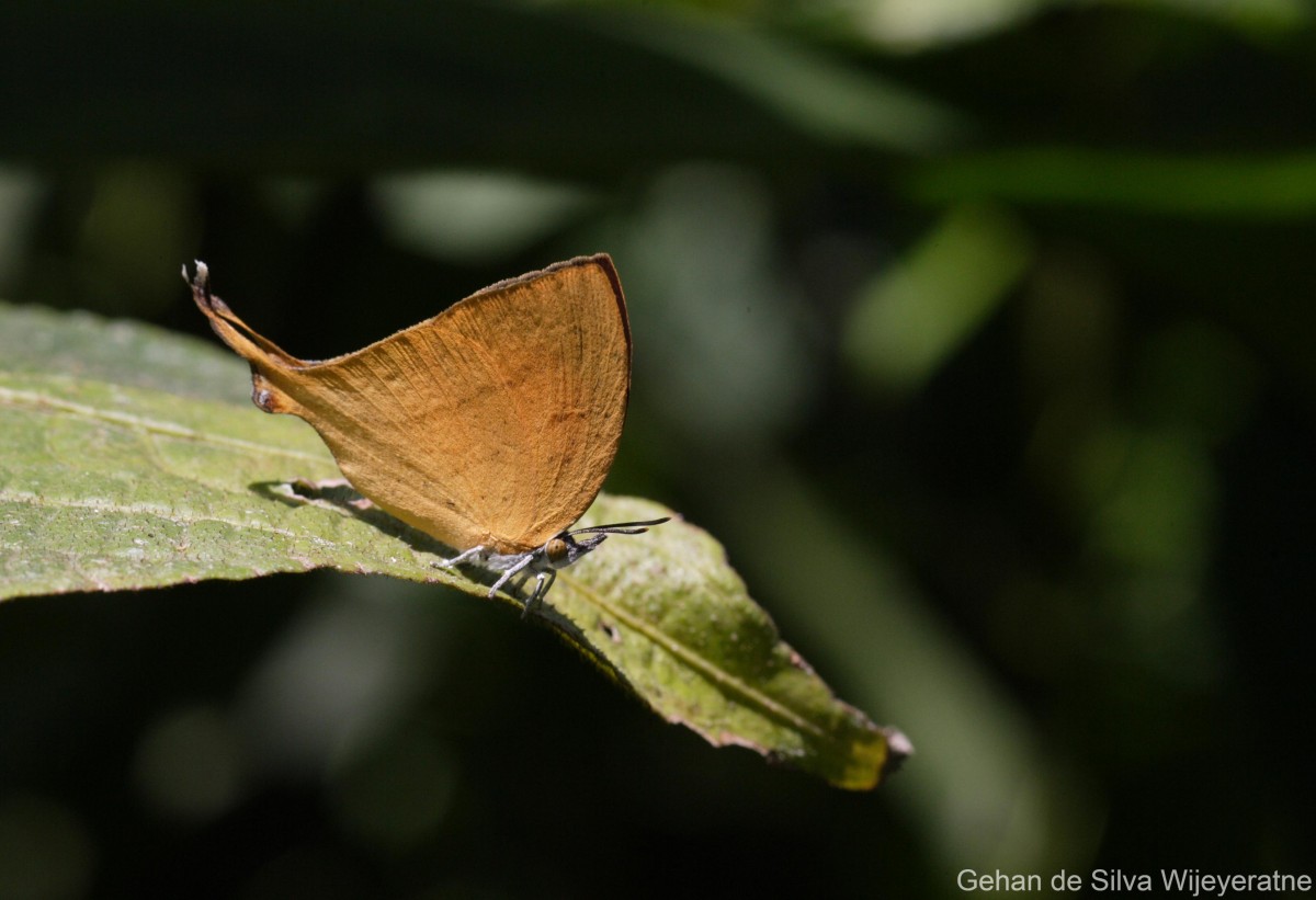 Loxura atymnus Stoll, 1780